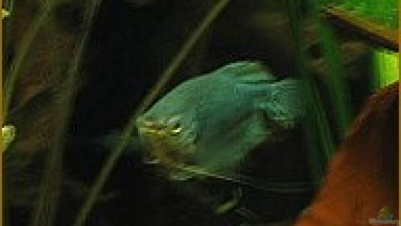 Blauer Fadenfisch von Sabine Hoffmann (28)