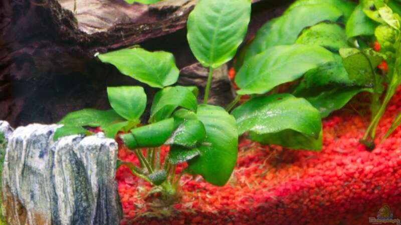 Pflanzen im Aquarium Mein zu Hause Aquarium von moestaverne (8)