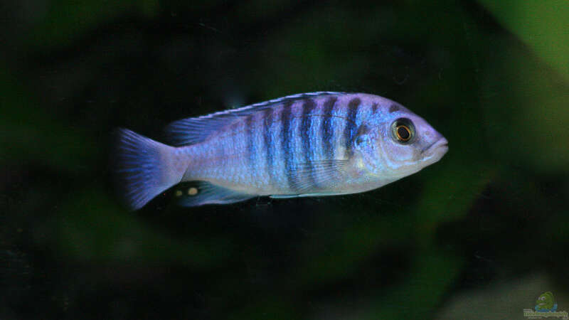 Einrichtungsbeispiele mit Labidochromis-Arten  - Labidochromis-slnkaquarium