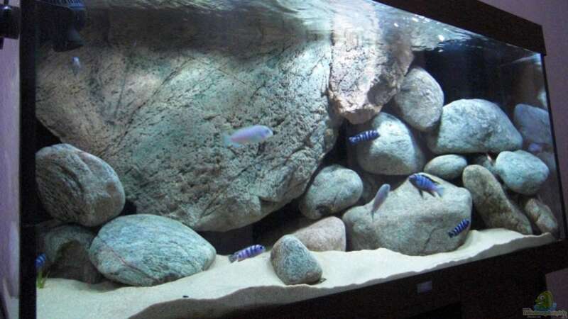 Aquarium Becken 11465 von Andre Walz (3)