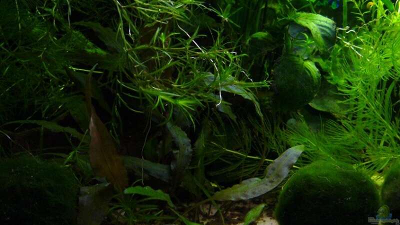 Pflanzen im Aquarium Becken 11470 von njio (4)