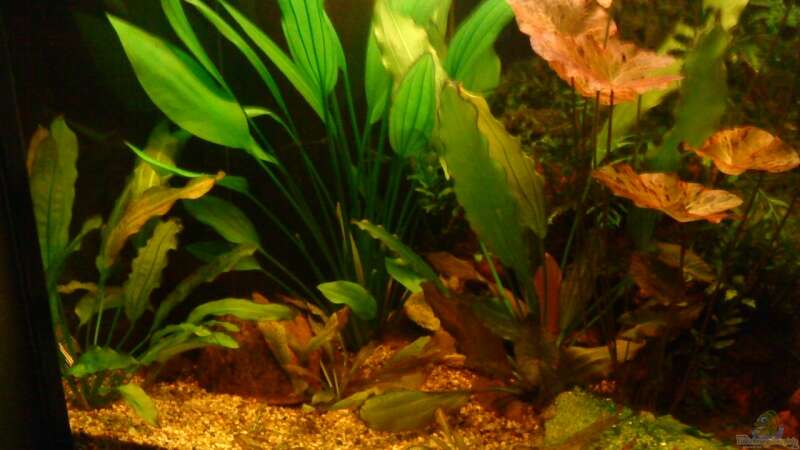 Pflanzen im Aquarium Becken 11471 von Marcus Roth (15)