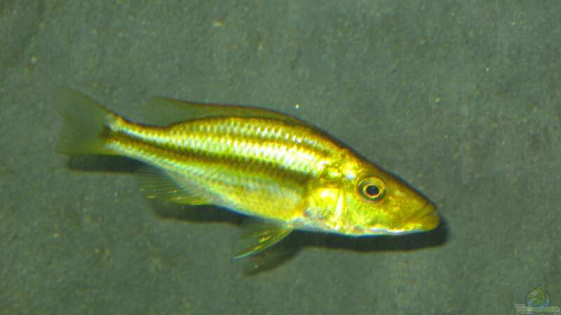 dimidiochromis compressiceps chizumulu von Marcus.H (10)