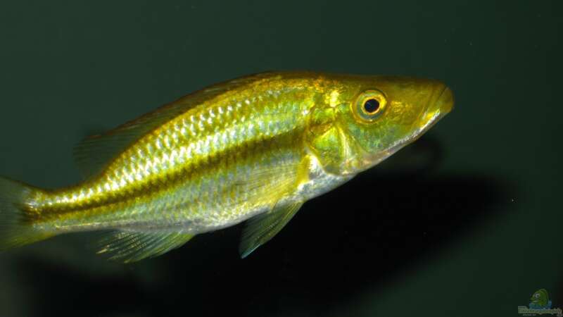 dimidiochromis compressiceps chizumulu von Marcus.H (12)