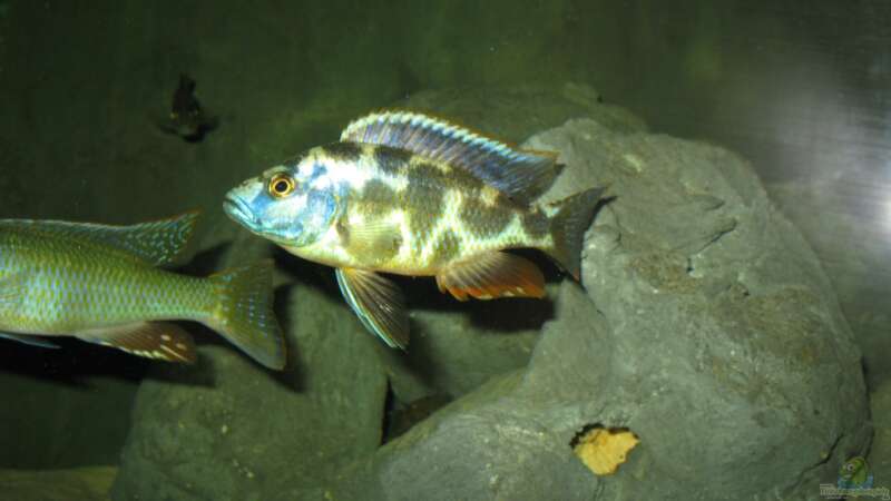 Nimbochromis livingstoni von Marcus.H (15)