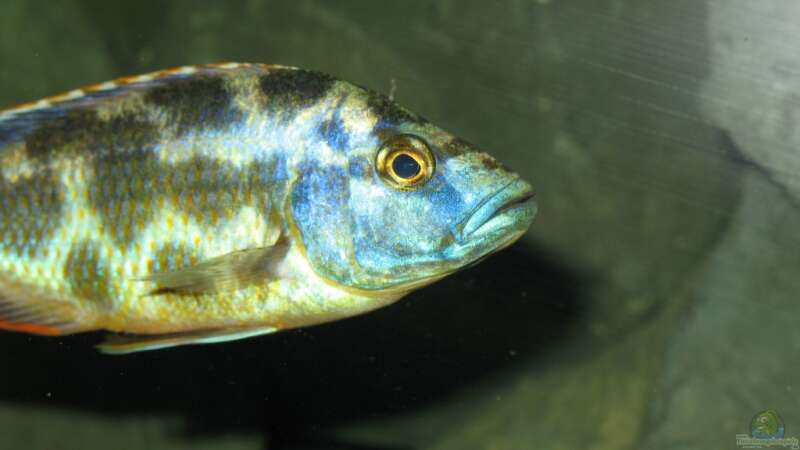 Nimbochromis livingstoni von Marcus.H (16)