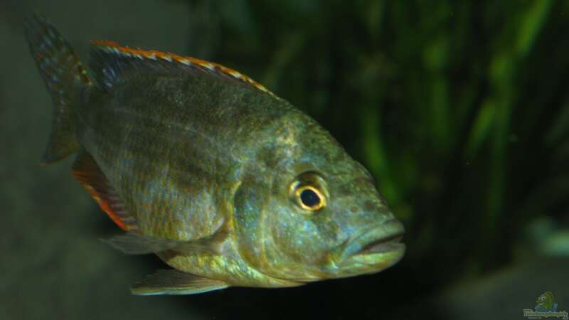 Einrichtungsbeispiele für die Haltung von Nimbochromis livingstonii (Schläfer) im Aquarium  - Nimbochromis-livingstoniiaquarium