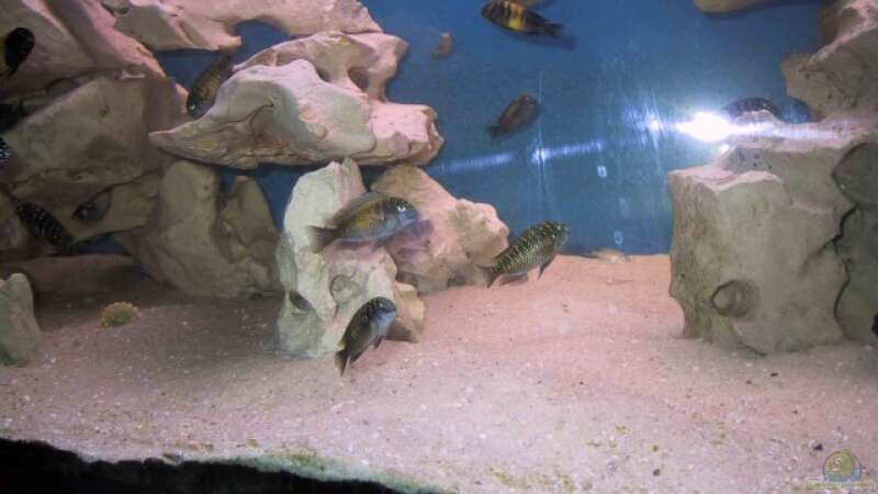 Besatz im Aquarium Becken 115 von Karsten Garn (11)
