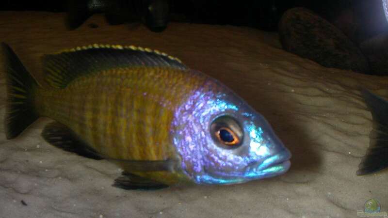 Aquarien mit Placidochromis mbamba bay