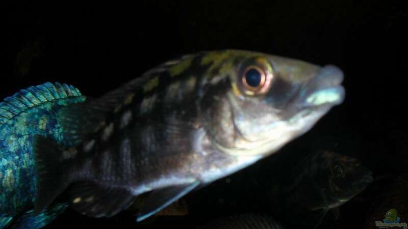 Protomelas sp. "mbenji thick lip" im Aquarium halten (Einrichtungsbeispiele für Protomelas mbenji thick lip)  - Protomelas-mbenji-thick-lipaquarium