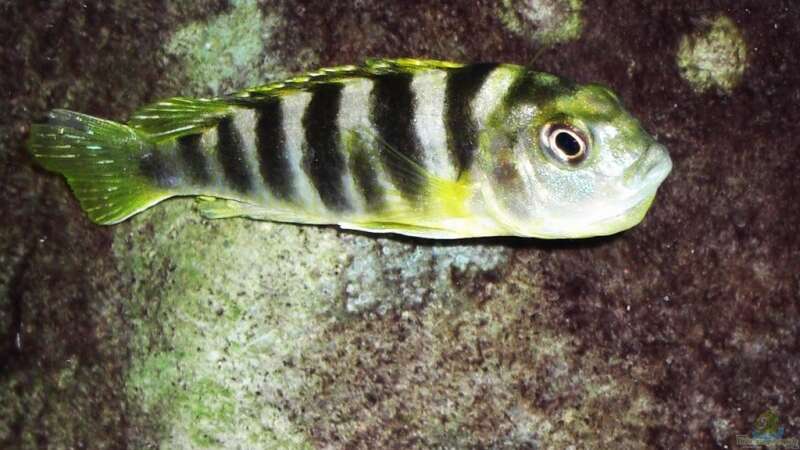 Labidochromis Perlmutt (female) mit vollem Maul von jankov (28)