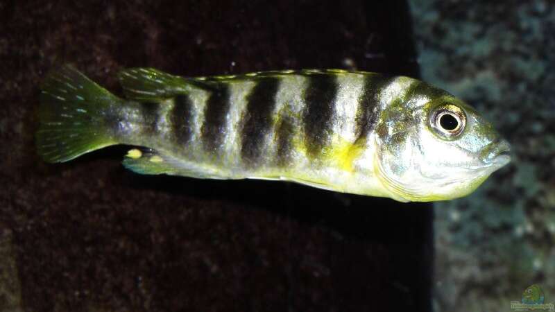 Labidochromis Perlmutt (female) mit vollem Maul von jankov (29)
