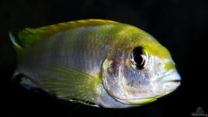 Labidochromis Perlmutt (male) von jankov (27)