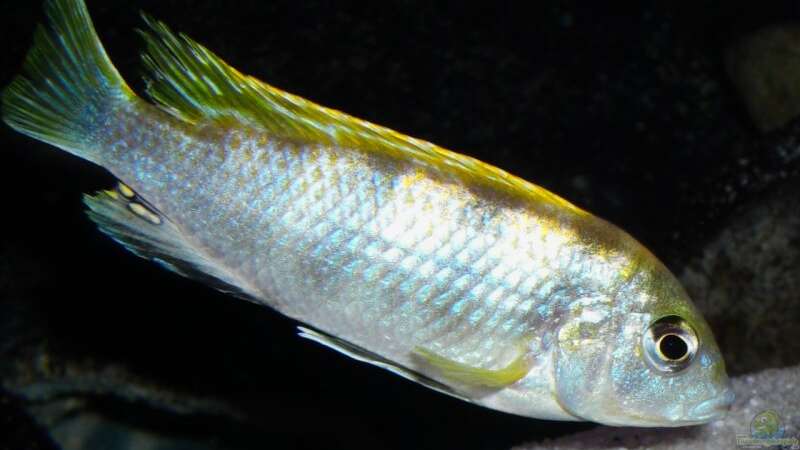 Labidochromis Perlmutt (male) von jankov (36)