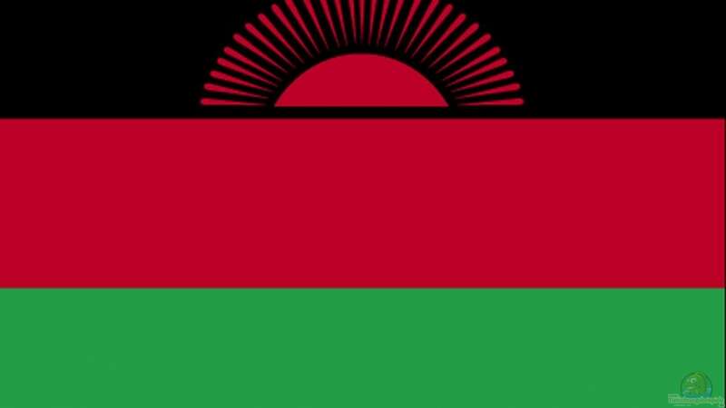 Userbild von Malawi TOM von Malawi TOM (75)