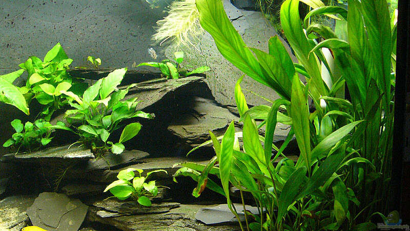 Pflanzen im Aquarium Tropheus Mpulungu aufgelöst von NicoD (9)