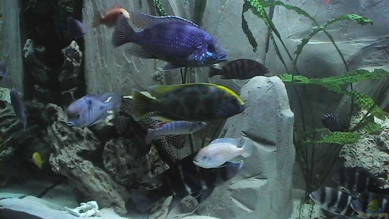 Aquarium Becken 11598 von Ringo Baumung (2)