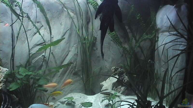 Aquarium Becken 11598 von Ringo Baumung (3)