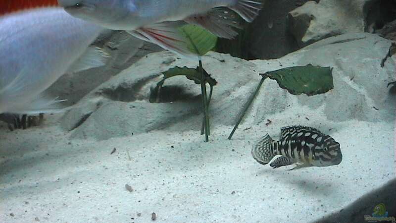 Julidochromis marlieri von Ringo Baumung (15)