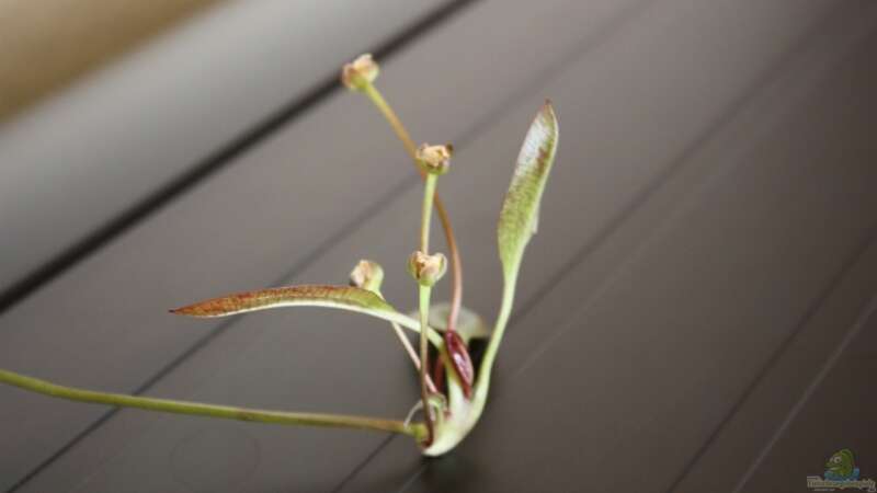 Echinodorus Blüte von balzman (13)