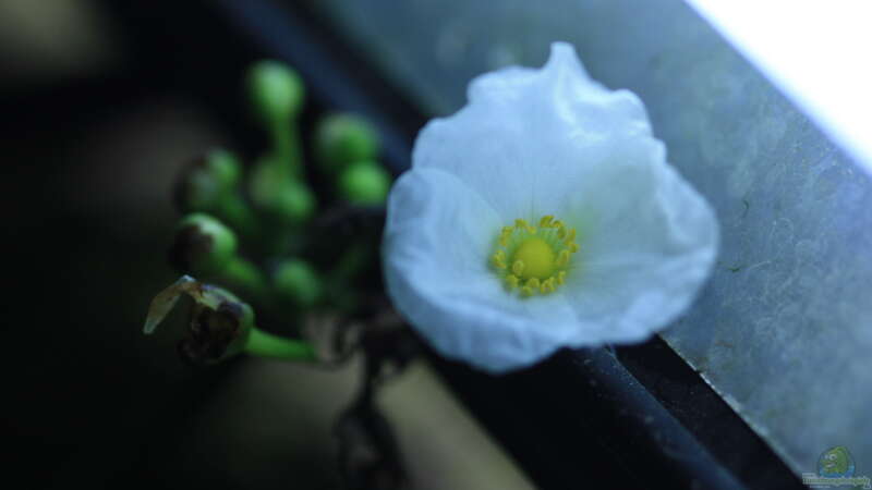 Echinodorus Blüte von balzman (9)
