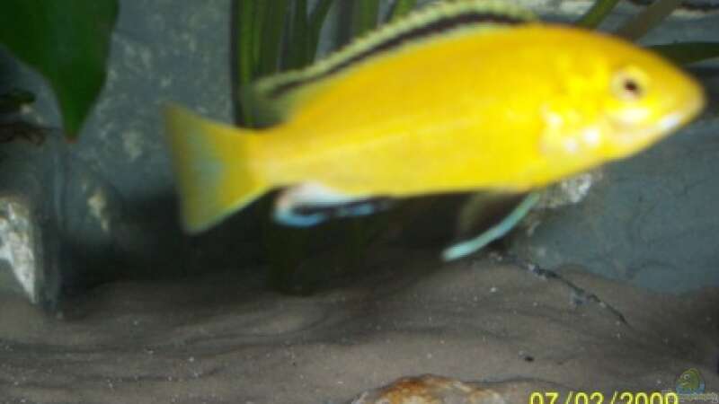 Labidochromis Yellow von rolli174 (24)