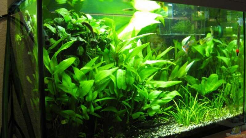 Pflanzen im Aquarium Becken 60L von AbsolutVanilia (5)