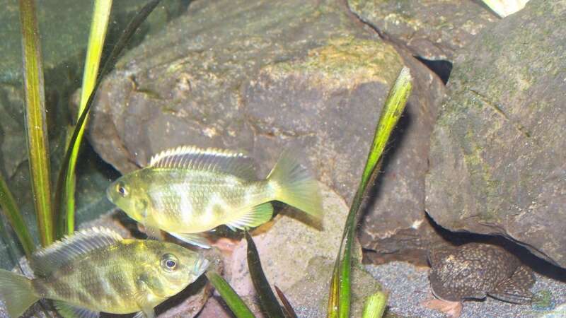Besatz im Aquarium 450l Malawi !!!! Existiert nicht mehr !!!! von Maik (29)