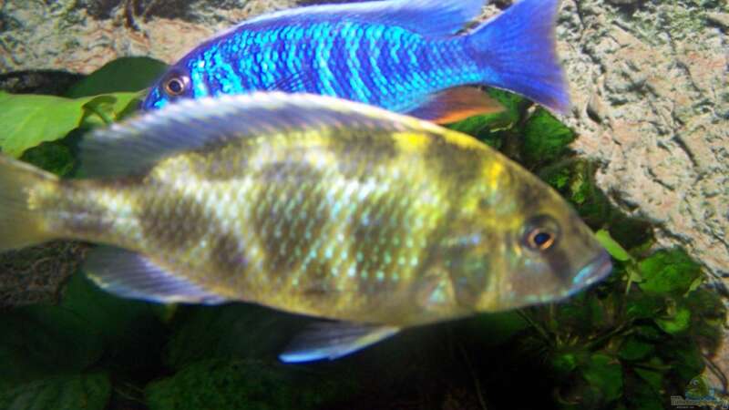 Besatz im Aquarium 450l Malawi !!!! Existiert nicht mehr !!!! von Maik (39)