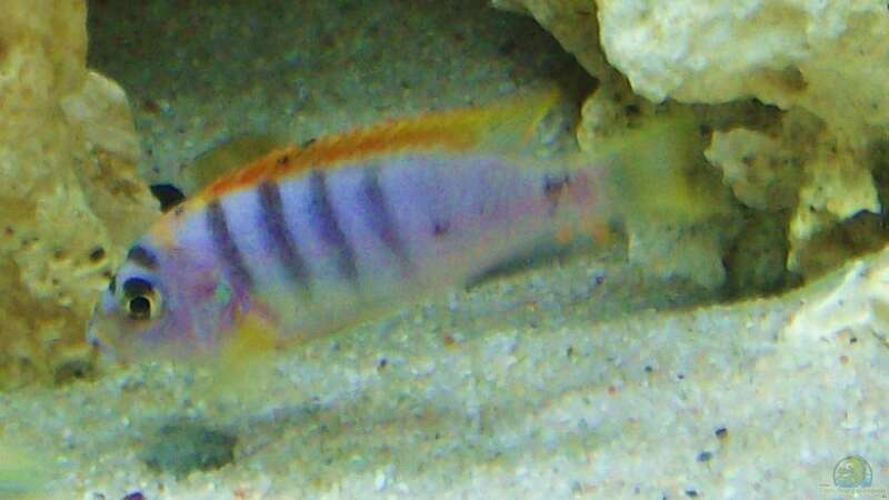 Labidochromis sp. Hongi m von MiCa (8)