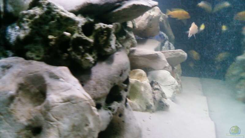 Besatz im Aquarium Becken 11825 von Angelo Miele (12)