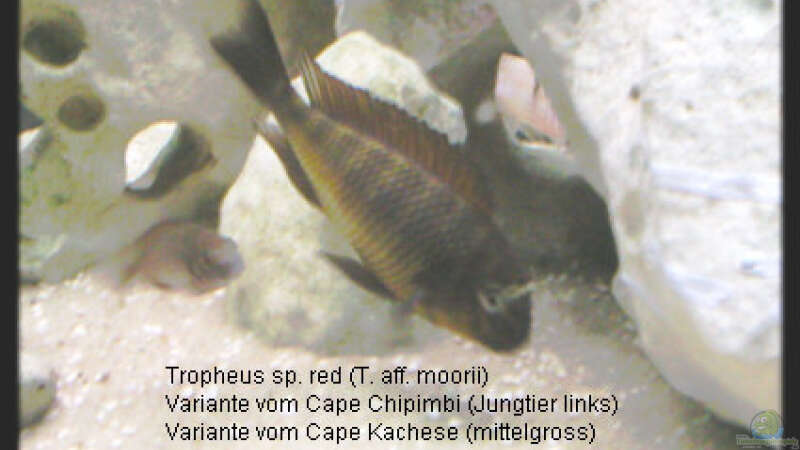 Besatz im Aquarium Becken 119 von Dirk Wolters (4)