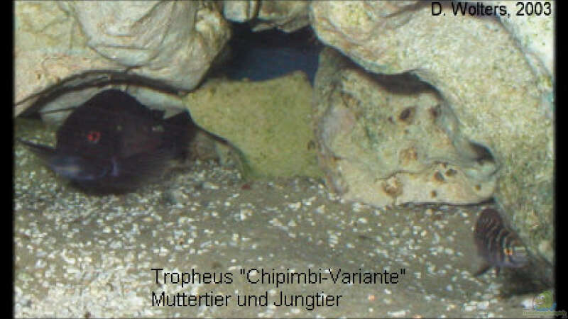 Besatz im Aquarium Becken 119 von Dirk Wolters (8)