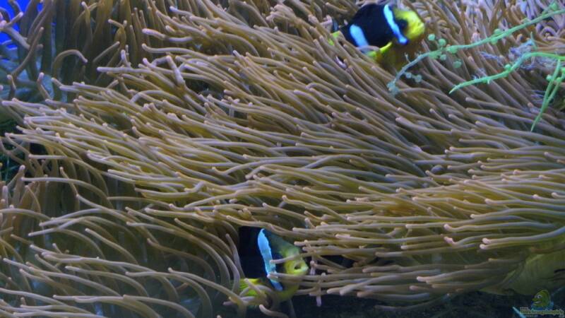 ...und hier mein Bild zum Sonntag