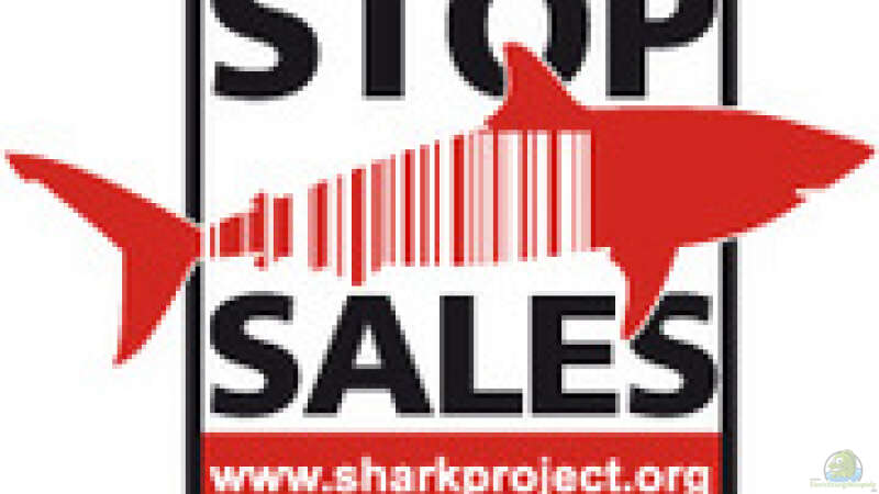 Stoppt den Verkauf von Haiprodukten - Helft mit!!! von Philosoph (37)