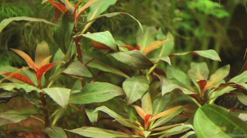 Rote Sternludwigie ( Ludwigia glandulosa ) von Heiko Oeding (9)