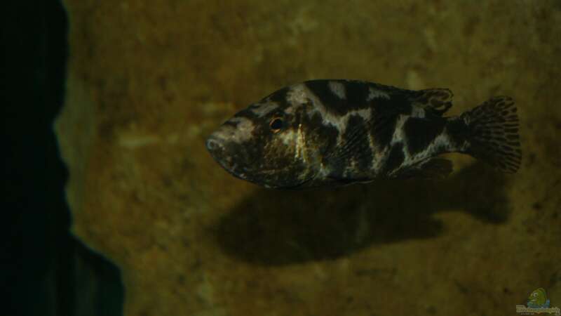 Nimbochromis livingstonii female von Oeli (94)