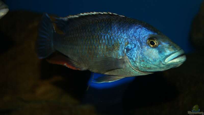 Nimbochromis livingstonii male von Oeli (89)
