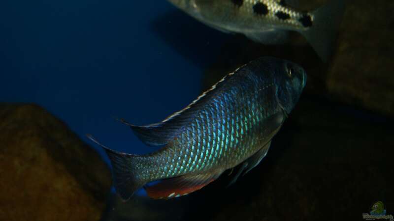 Nimbochromis livingstonii male von Oeli (90)