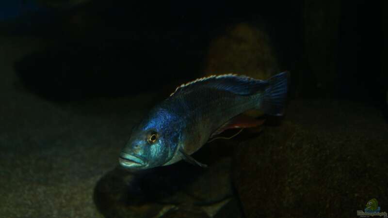 Nimbochromis livingstonii male von Oeli (91)