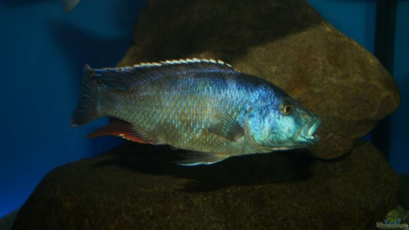 Nimbochromis livingstonii male von Oeli (96)