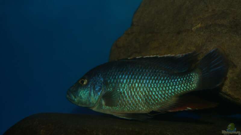 Nimbochromis livingstonii male von Oeli (97)