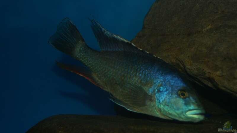 Nimbochromis livingstonii male von Oeli (98)