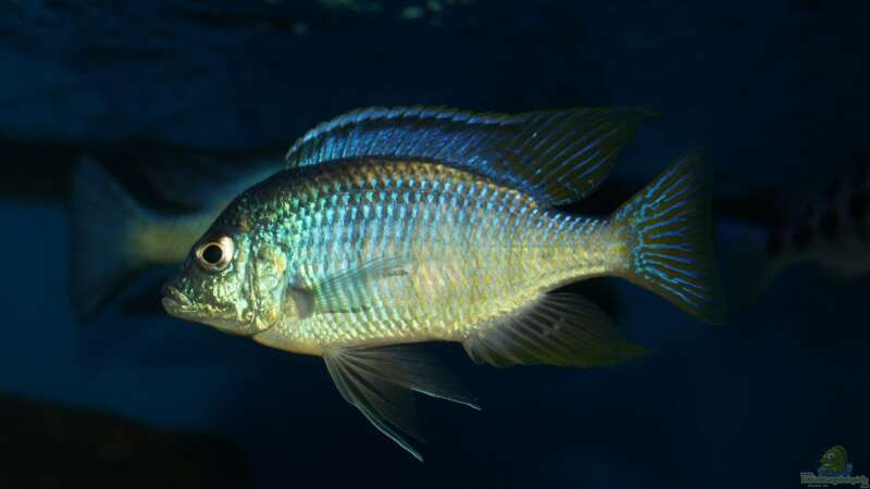 Placidochromis sp. ´jalo reef´ male von Oeli (86)