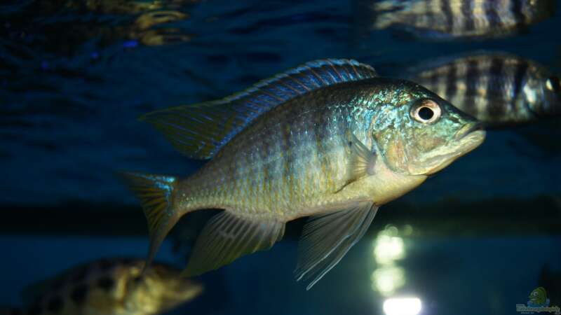 Placidochromis sp. ´jalo reef´ male von Oeli (87)