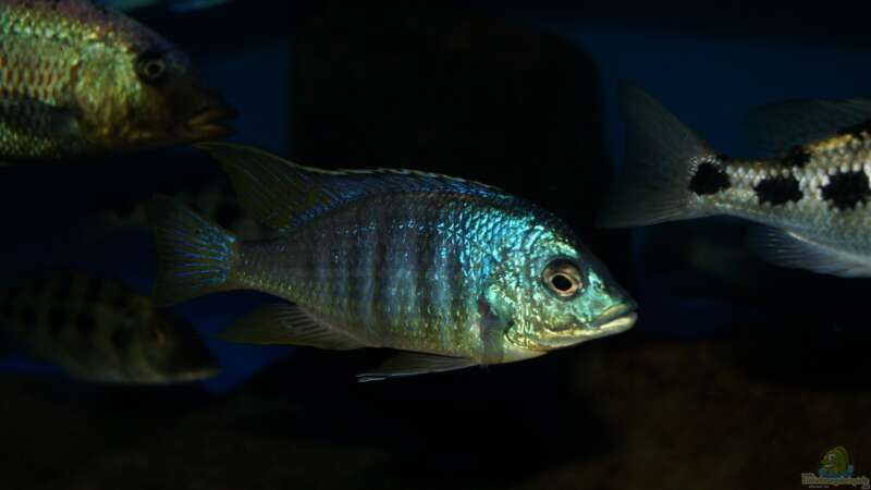 Placidochromis sp. ´jalo reef´ male von Oeli (88)
