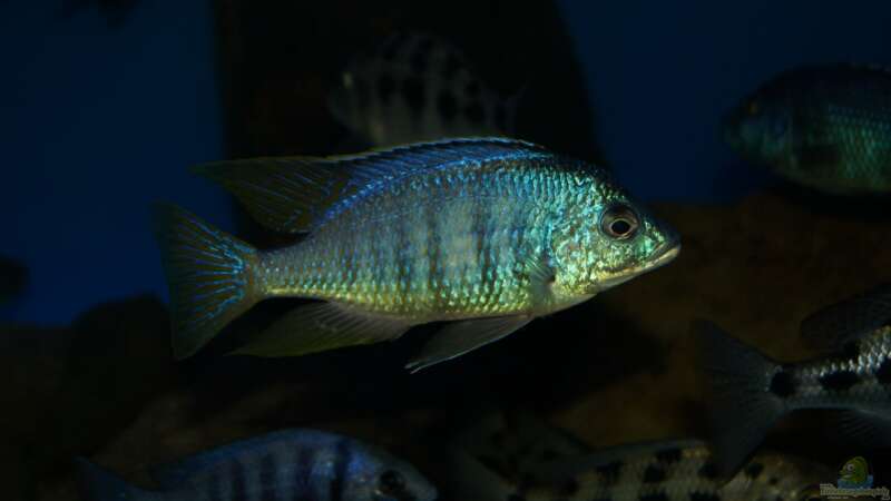 Einrichtungsbeispiele für Placidochromis jalo reef  - Placidochromis-jaloaquarium