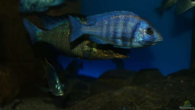 Placidochromis sp. ´phenochilus tanzania´ male von Oeli (102)