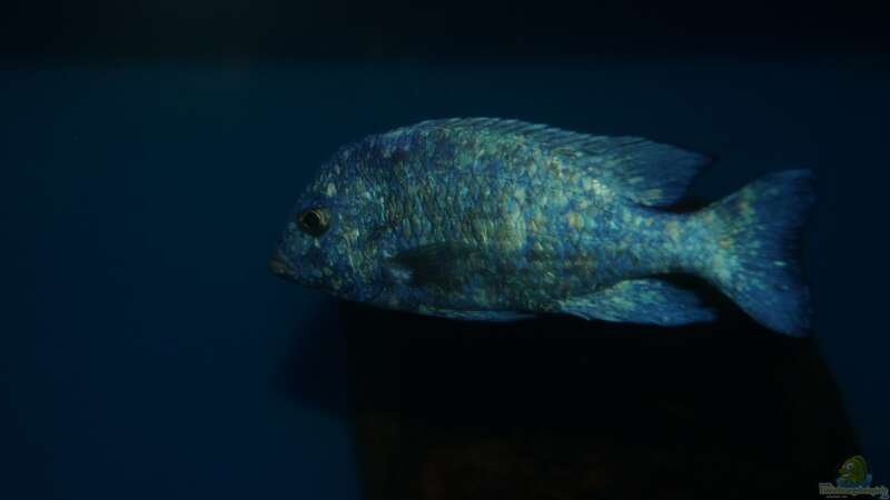 Placidochromis sp. ´phenochilus tanzania´ male von Oeli (104)