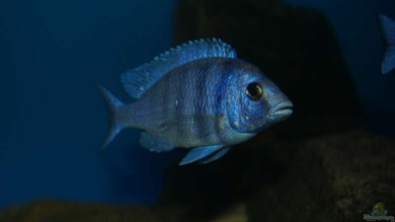 Placidochromis sp. ´phenochilus tanzania´ male von Oeli (106)
